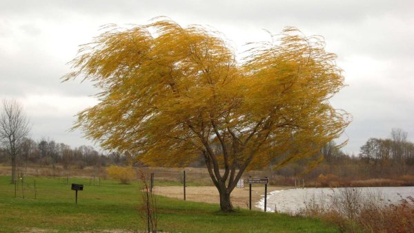 плакучая ива