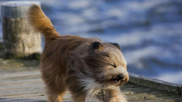 тибетский терьер