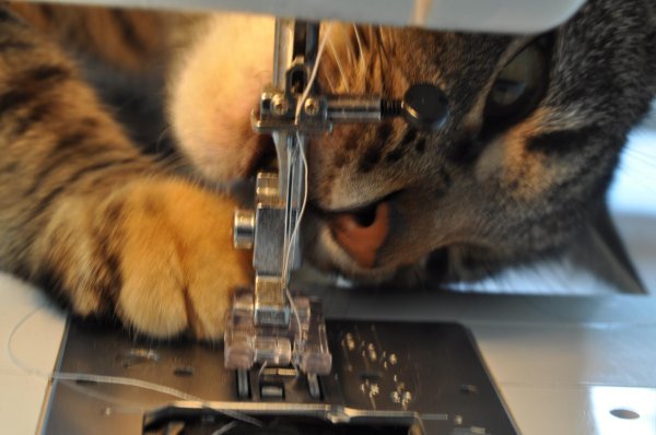 кот шьет