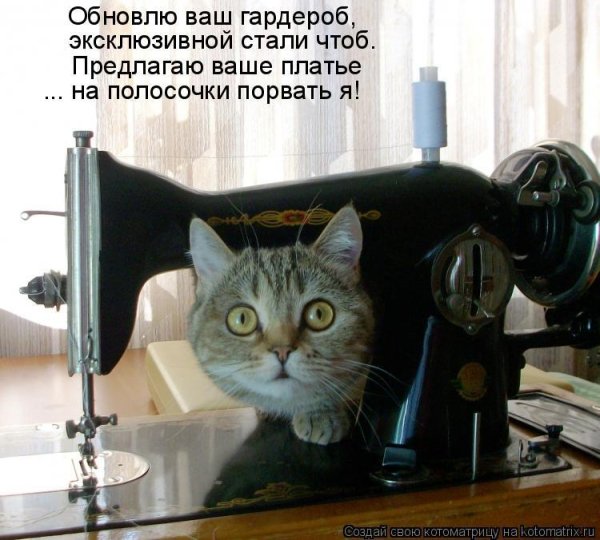 кот шьет