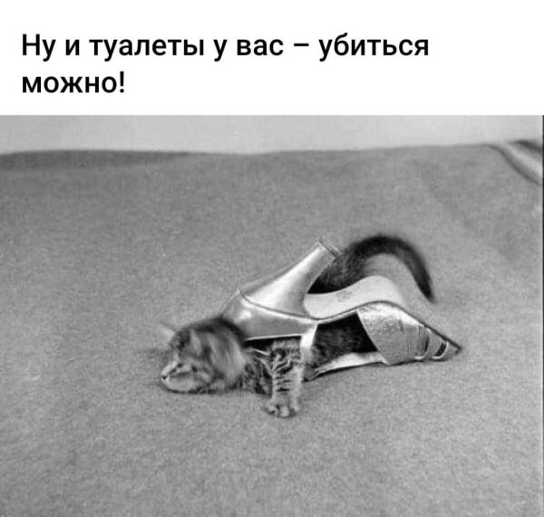 кошка мем