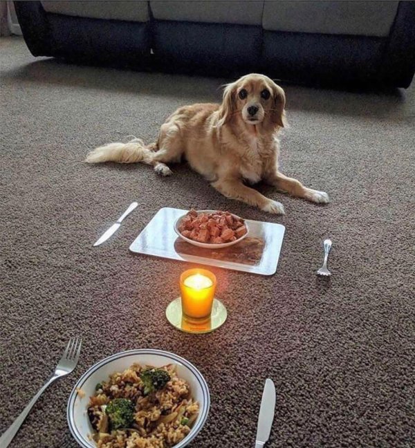 счастливая собака