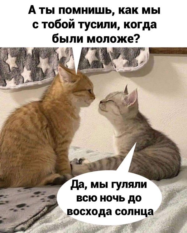 котики обормотики