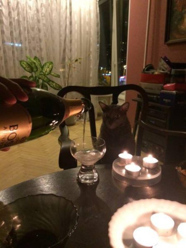 кошка с бокалом