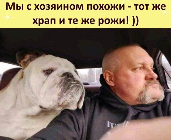 домашнее животное
