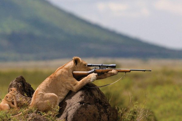 лев на охоте