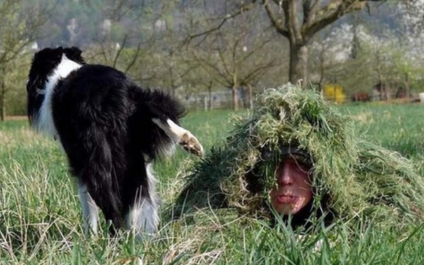 бордер колли