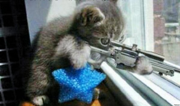 кот с автоматом