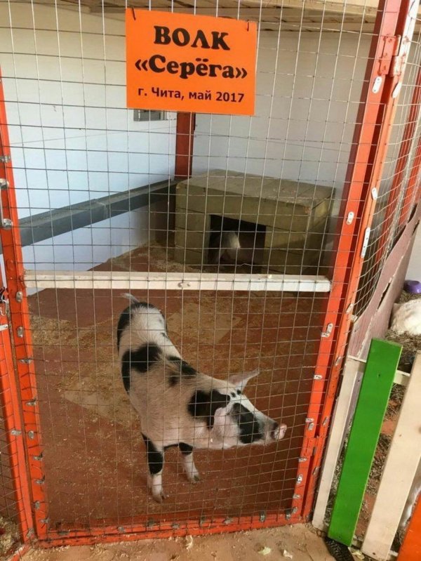 домашняя свинья