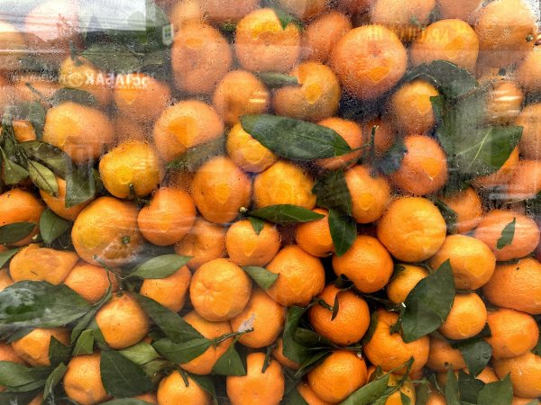 гибрид мандарина