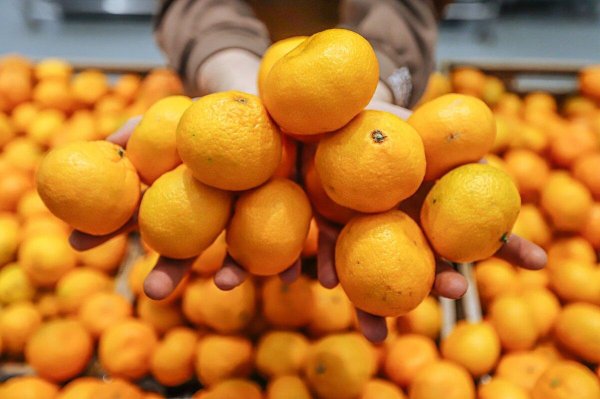 много мандаринов