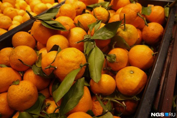 сорт мандаринов клементина
