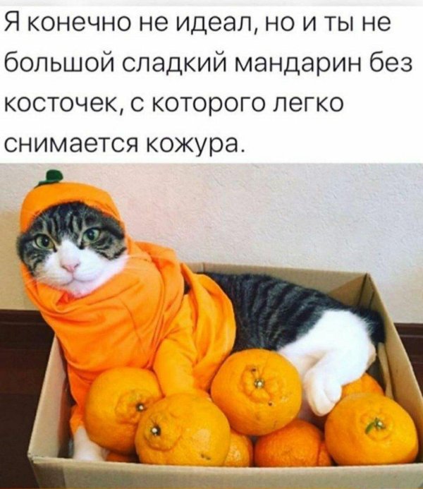 котик с мандаринами