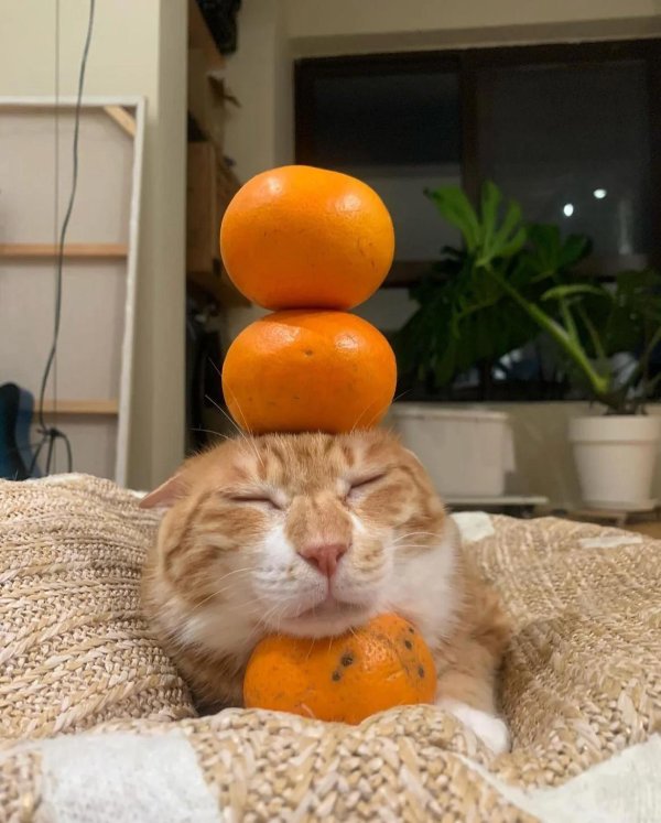 кот с мандаринкой