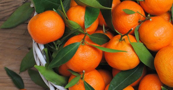 пара мандаринов