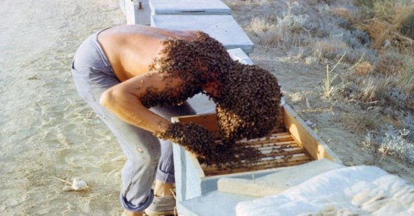 человек весь в пчелах