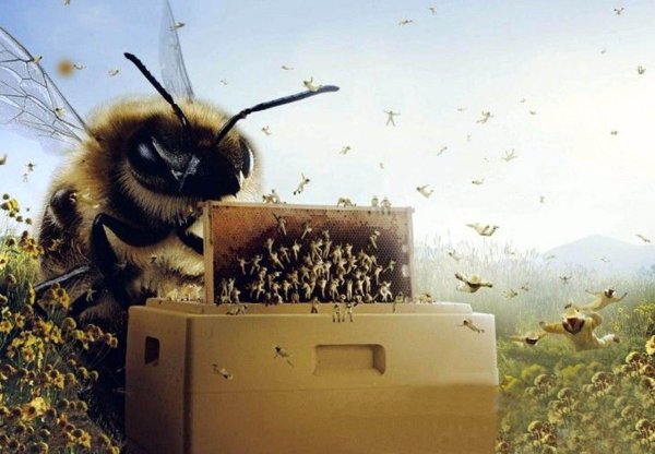 пчела улей