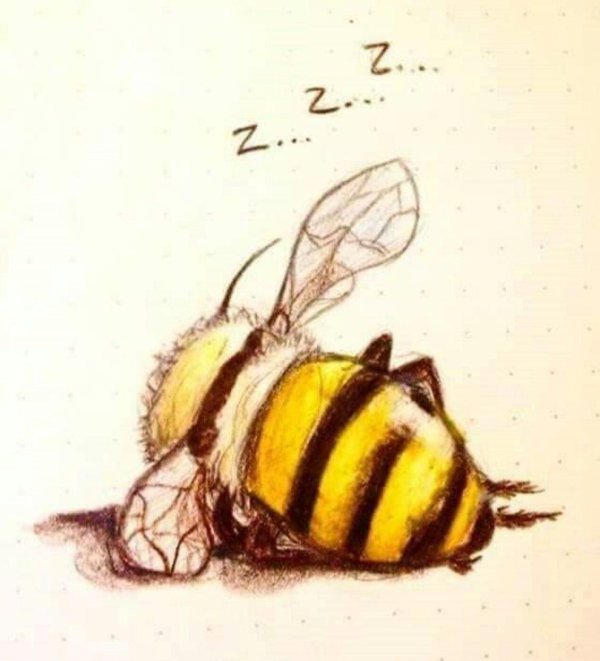 рисунки шмеля