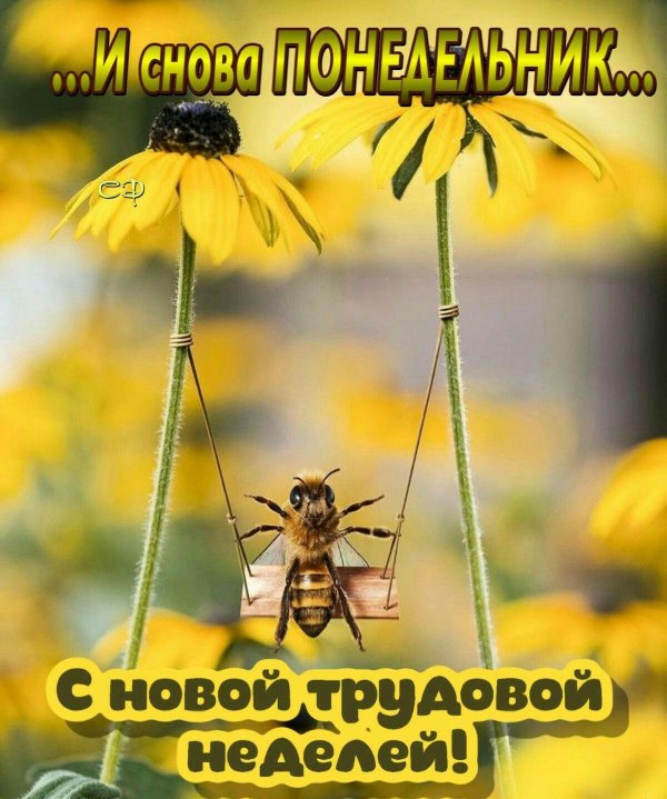 доброе июльское утро понедельника