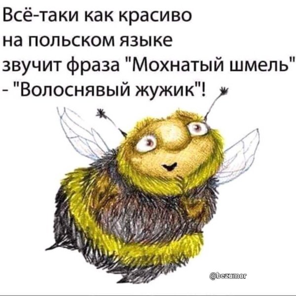 волоснявый жужик