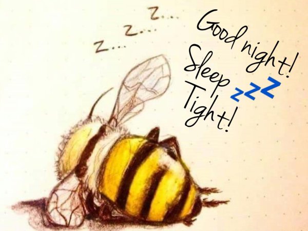 рисунки шмеля