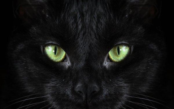 black cat