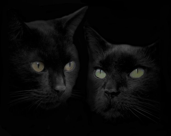 чëрная кошка