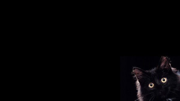 чëрная кошка