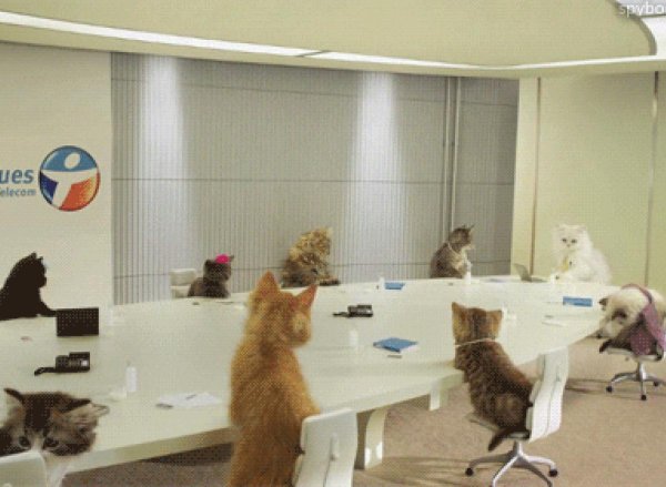 кот на совещании