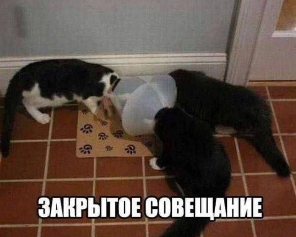 кошачий мем