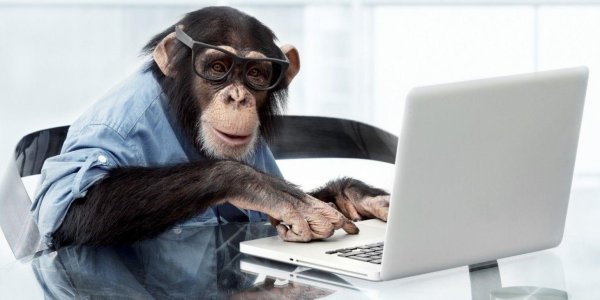 обезьяна с ноутбуком