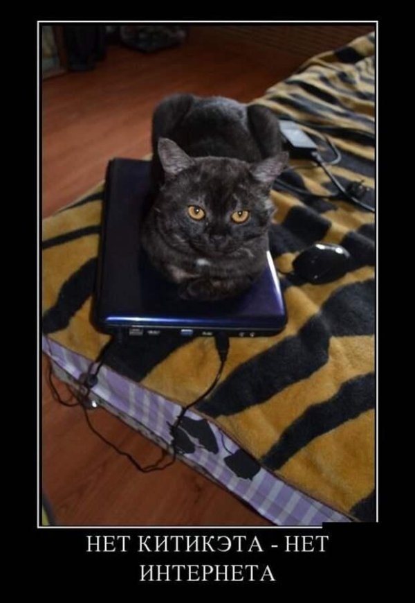 скоттиш страйт кошка черная