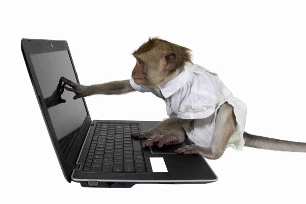 обезьяна с ноутбуком