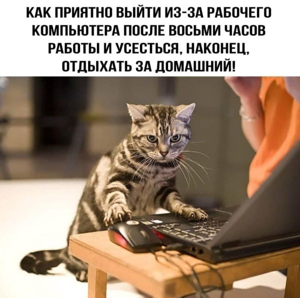 котик с компьютером