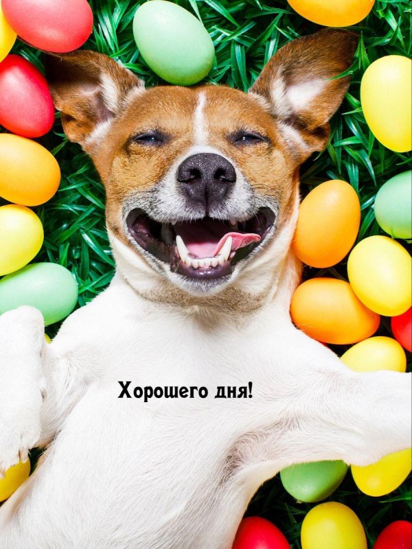 джек рассел