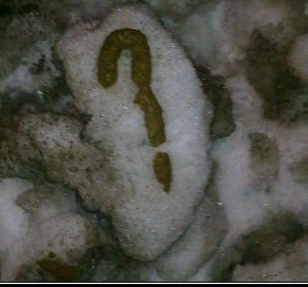 какашка длинная