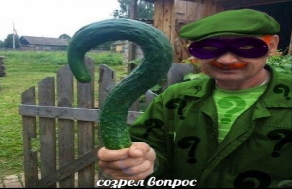 огромные огурцы