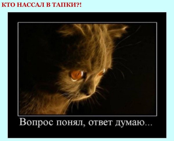 котики демотиваторы