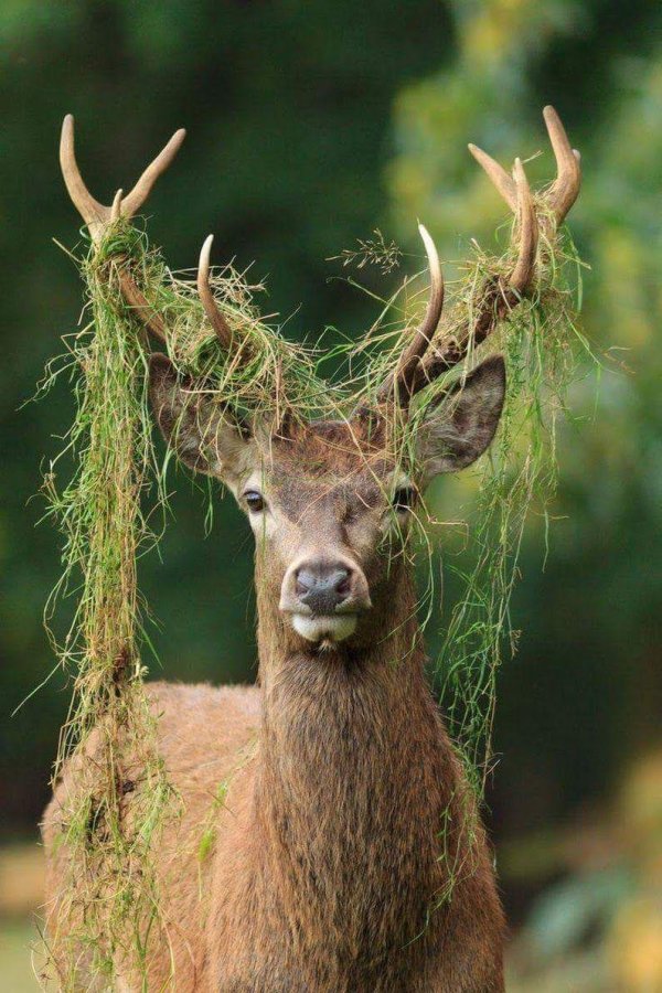 животные с рогами