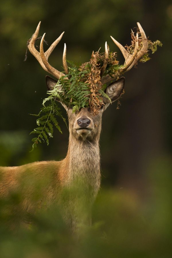 олененок благородного оленя