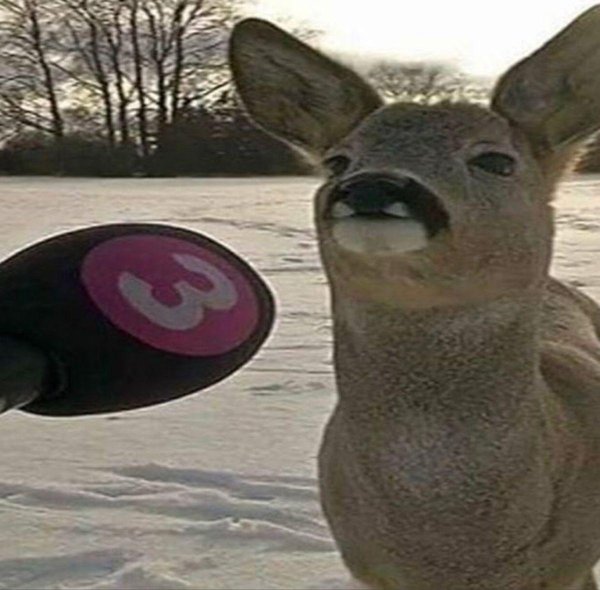 funny deer