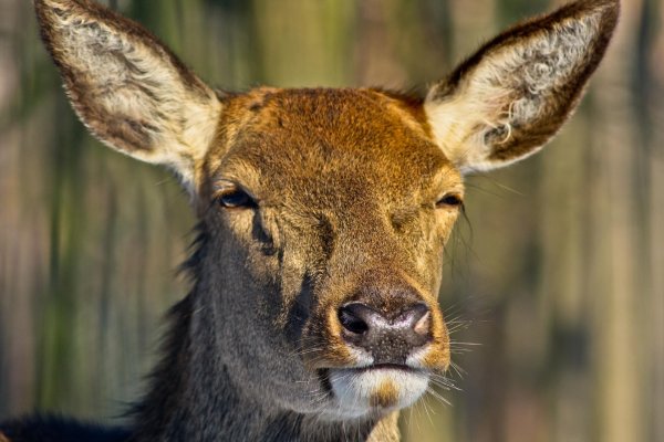 изюбрь дальневосточный самка