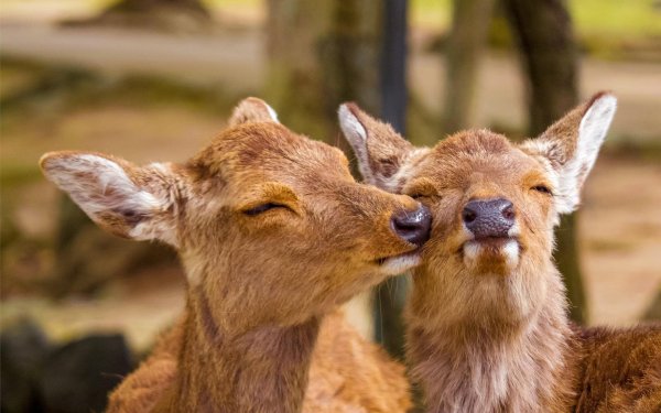 милые оленята