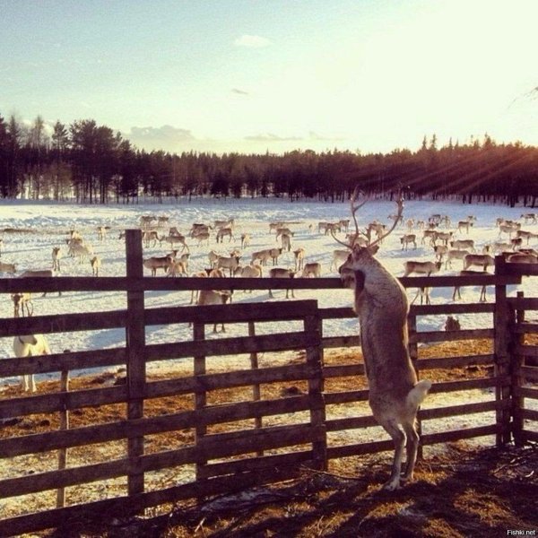 висимский заповедник оленья ферма