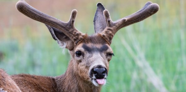 олени с рогами