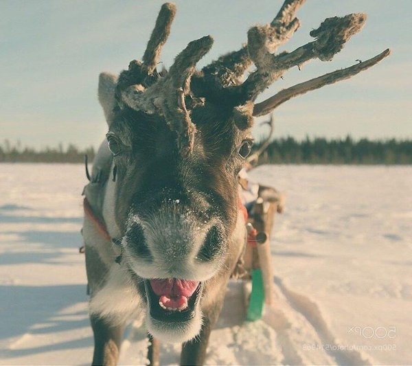 северного оленя