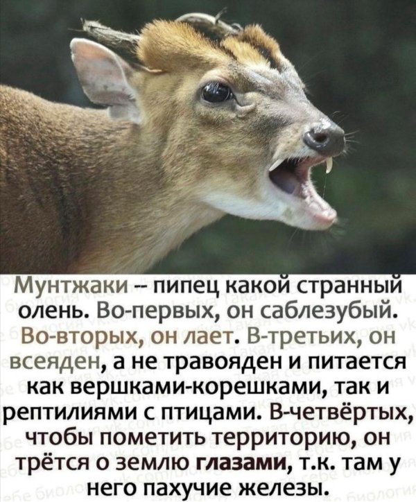 мунтжаки олени