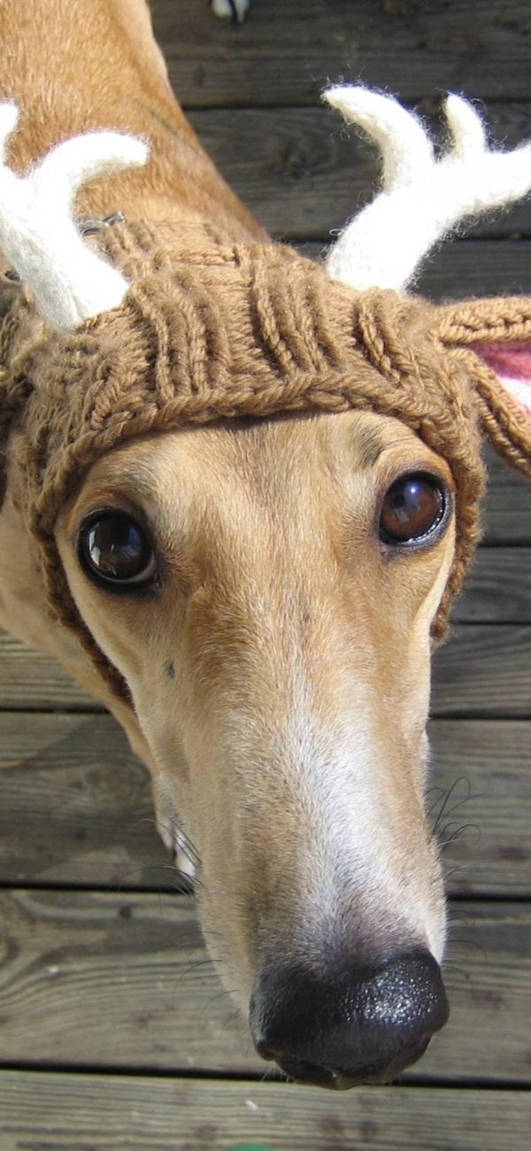 вязаная шапка для собаки