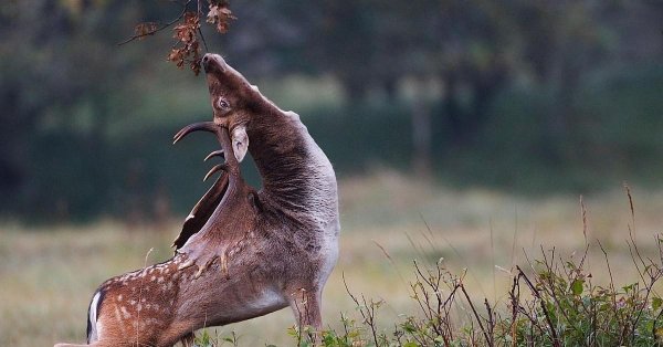 животное лань