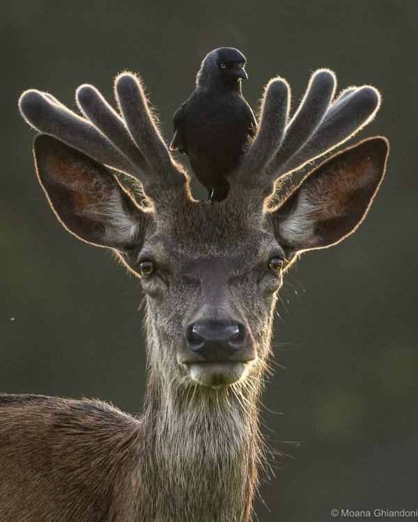 олени с рогами
